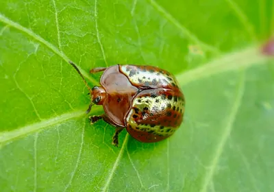 Tortoise leaf beetle on a green leaf Tortoise leaf beetle on a green leaf